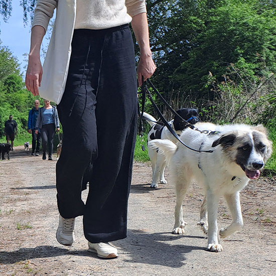 eine Gruppe von Menschen laeuft mit ihren angeleinten Hunden durch den Wald